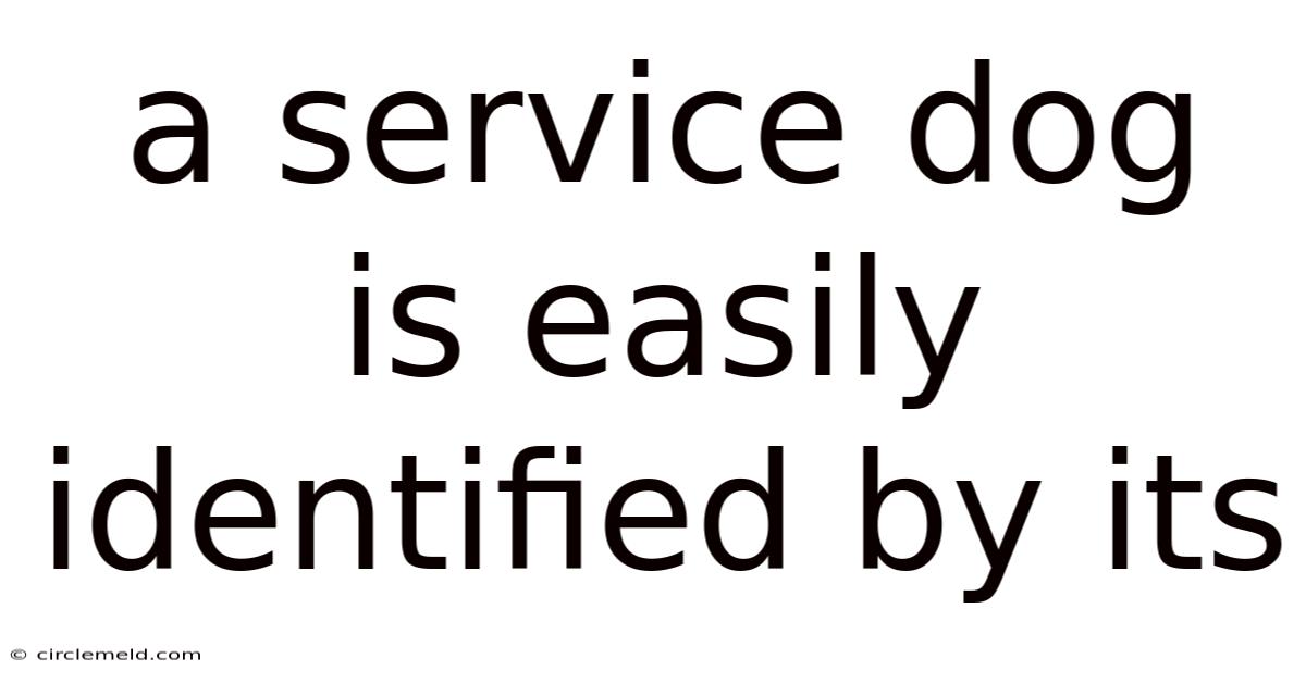 A Service Dog Is Easily Identified By Its