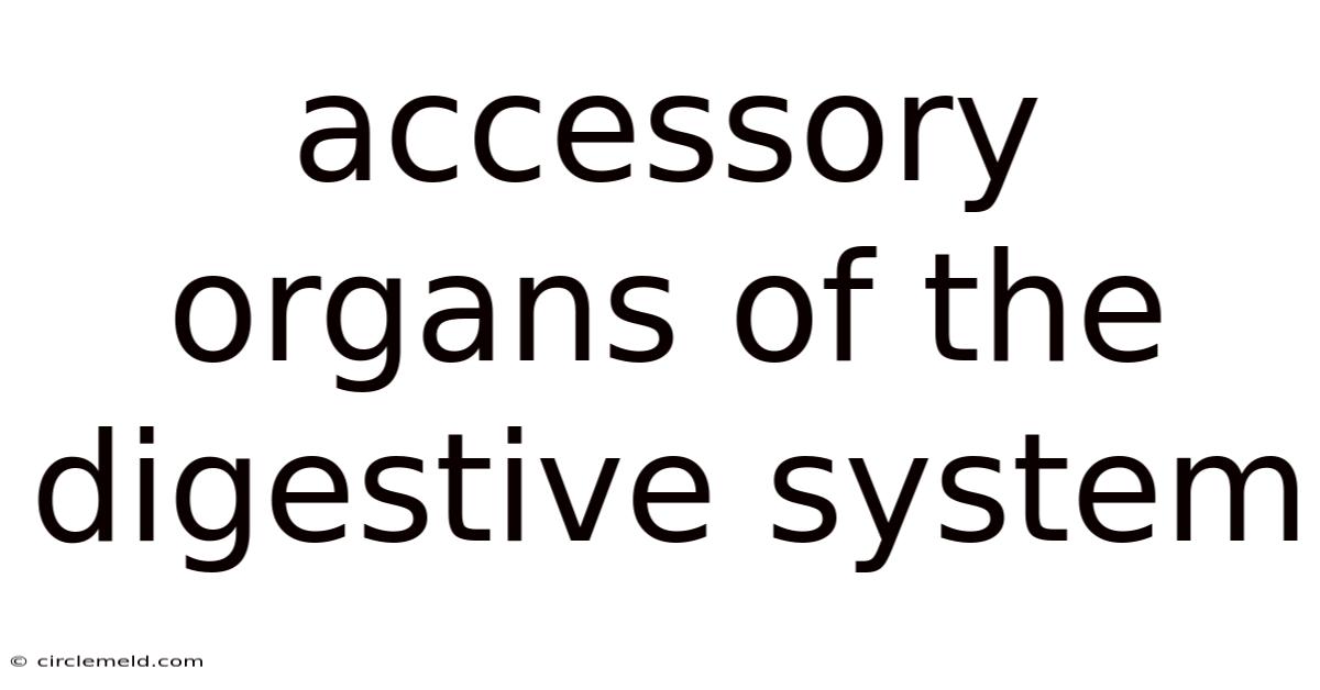 Accessory Organs Of The Digestive System