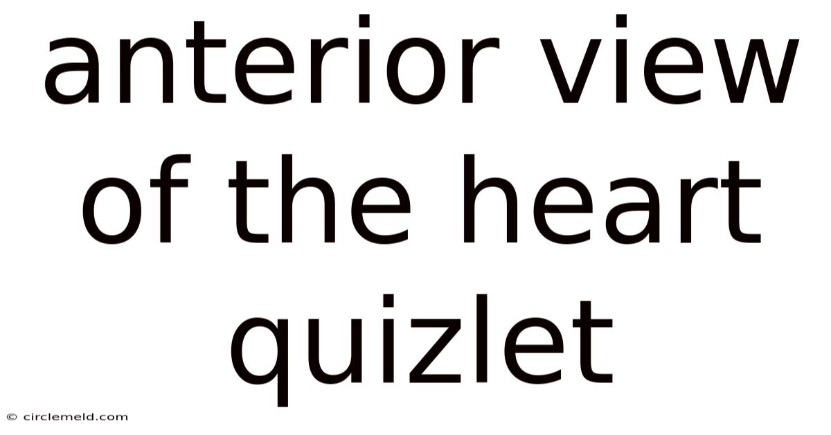 Anterior View Of The Heart Quizlet