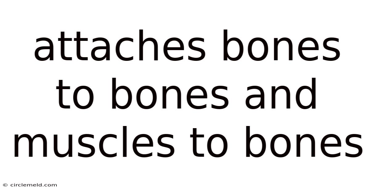 Attaches Bones To Bones And Muscles To Bones