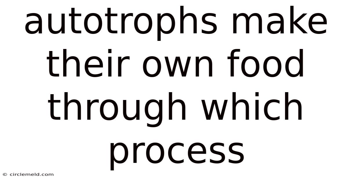 Autotrophs Make Their Own Food Through Which Process