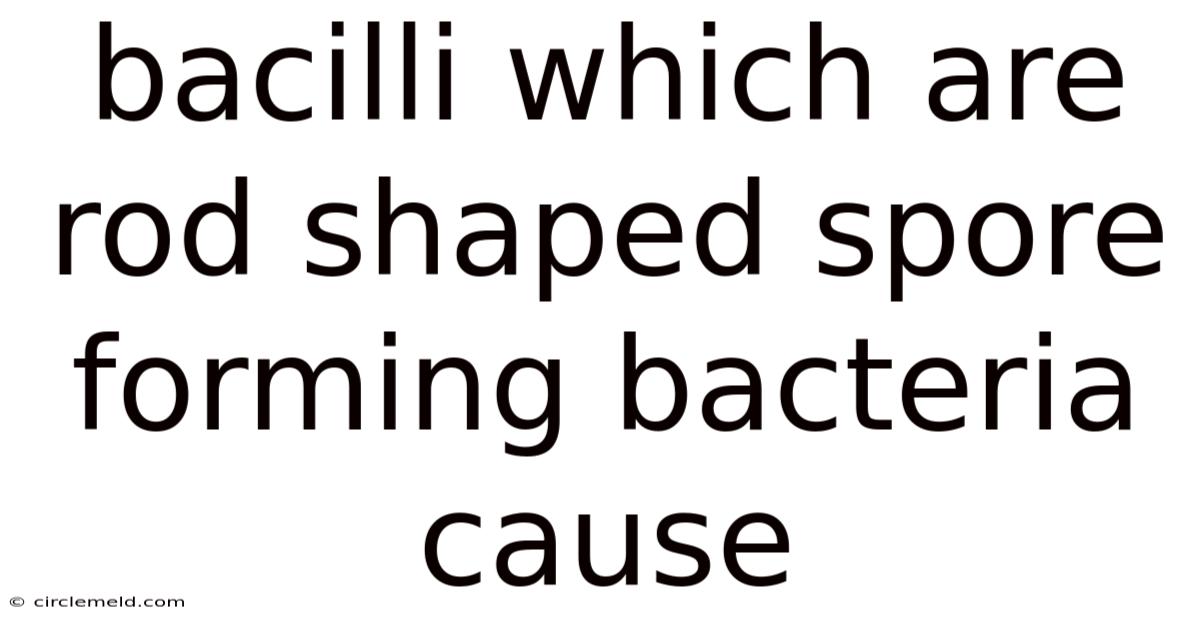 Bacilli Which Are Rod Shaped Spore Forming Bacteria Cause
