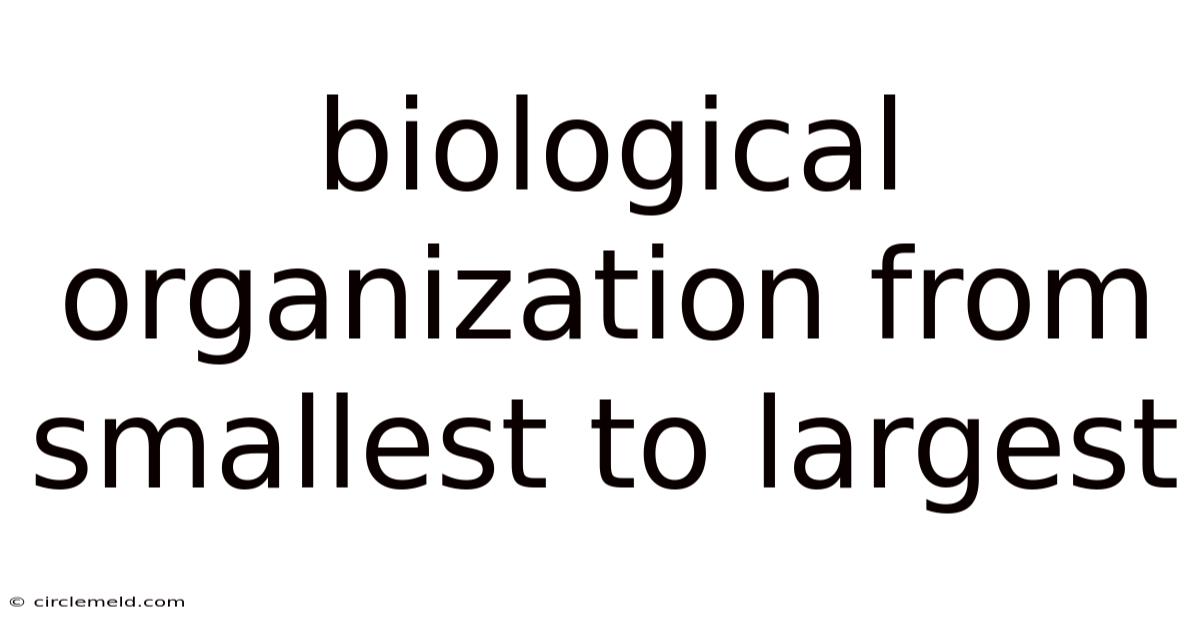 Biological Organization From Smallest To Largest