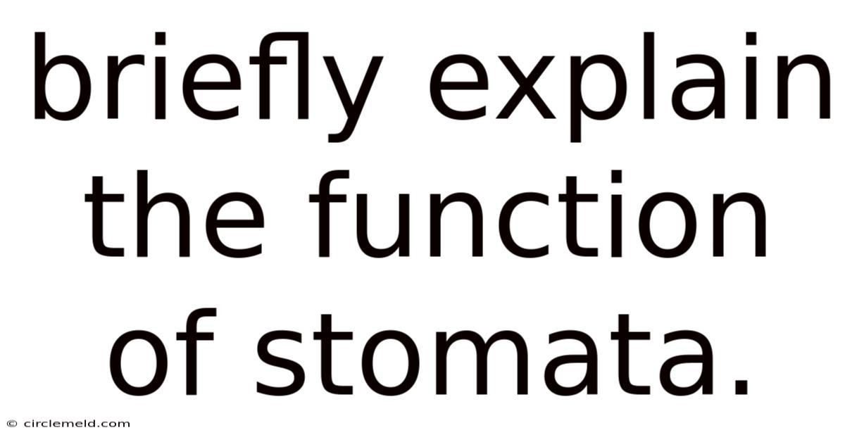 Briefly Explain The Function Of Stomata.