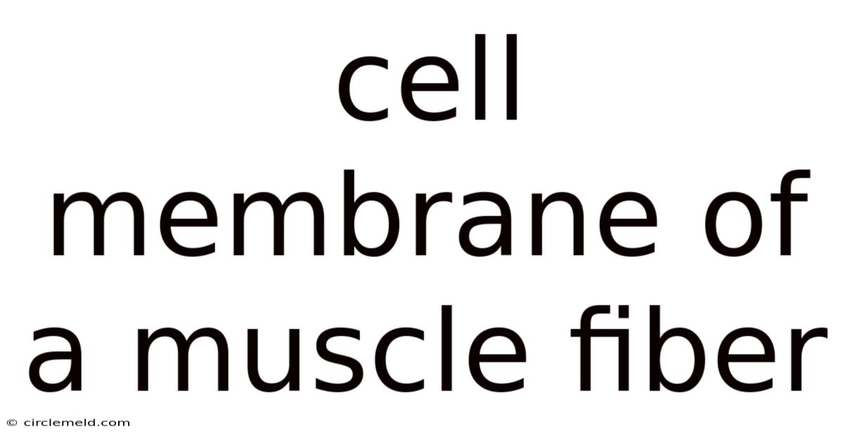 Cell Membrane Of A Muscle Fiber