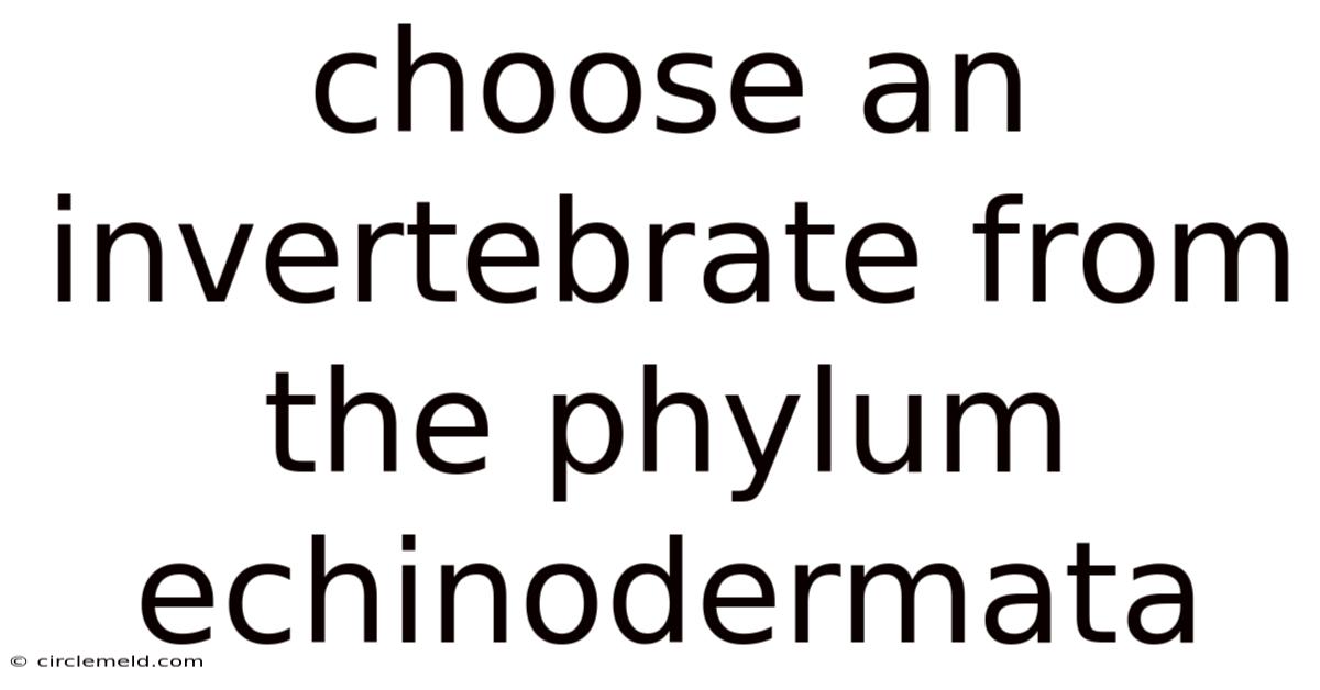 Choose An Invertebrate From The Phylum Echinodermata