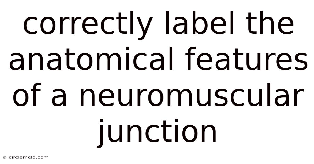Correctly Label The Anatomical Features Of A Neuromuscular Junction