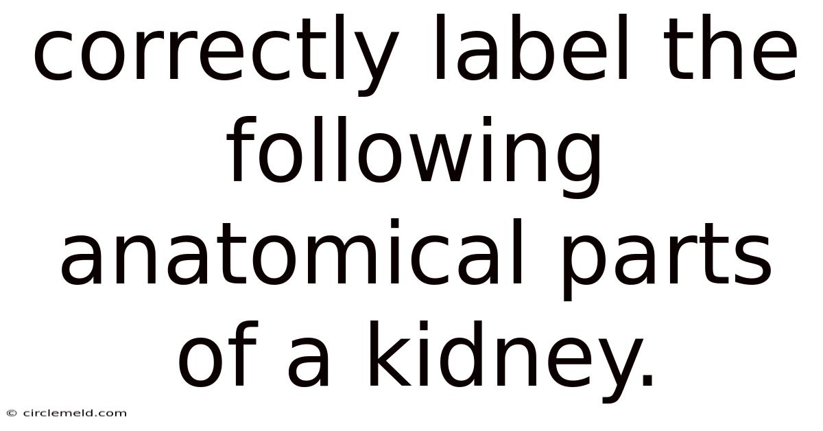 Correctly Label The Following Anatomical Parts Of A Kidney.