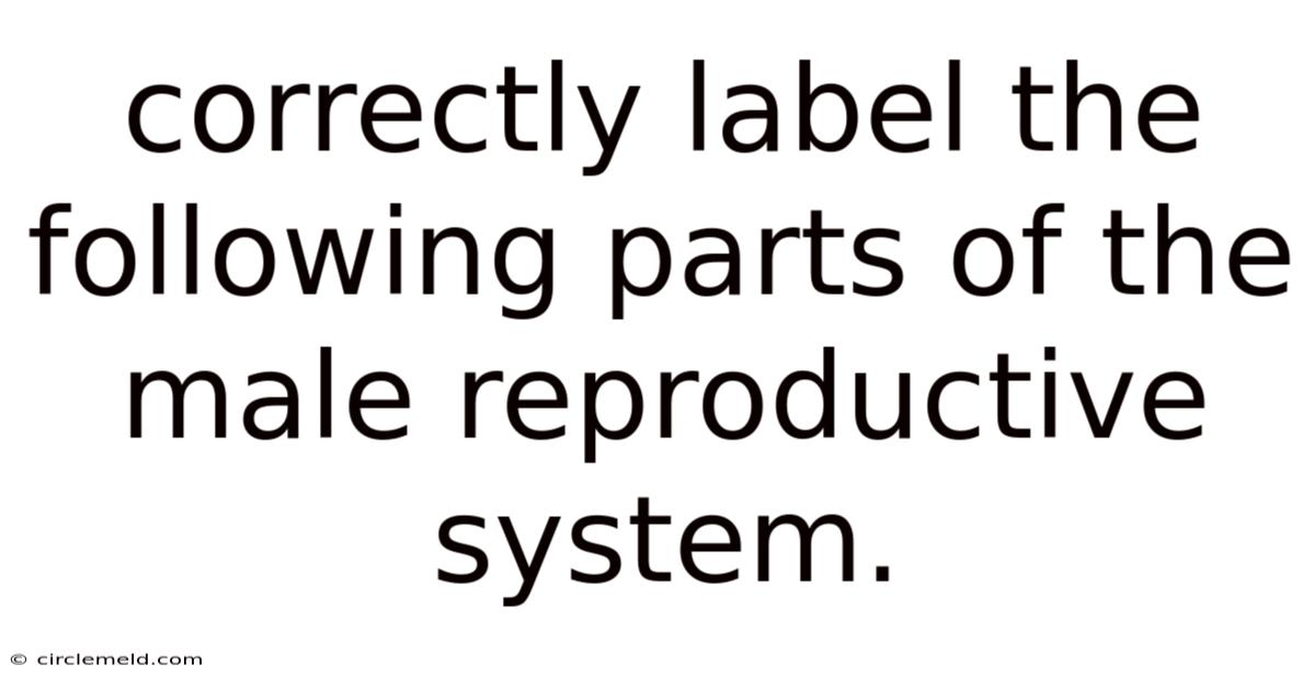 Correctly Label The Following Parts Of The Male Reproductive System.