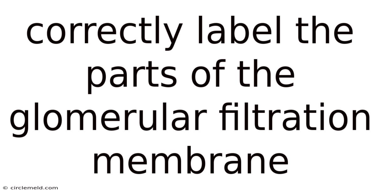Correctly Label The Parts Of The Glomerular Filtration Membrane