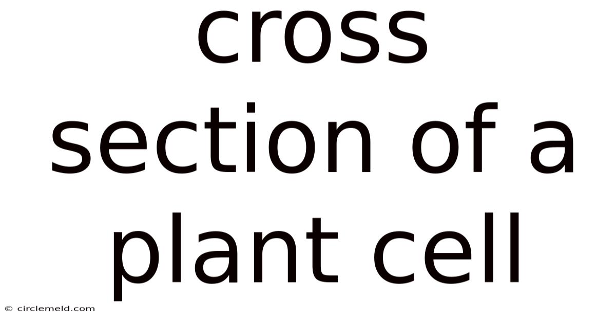 Cross Section Of A Plant Cell