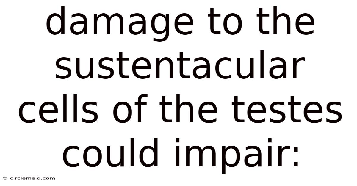 Damage To The Sustentacular Cells Of The Testes Could Impair: