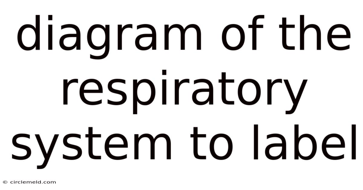 Diagram Of The Respiratory System To Label