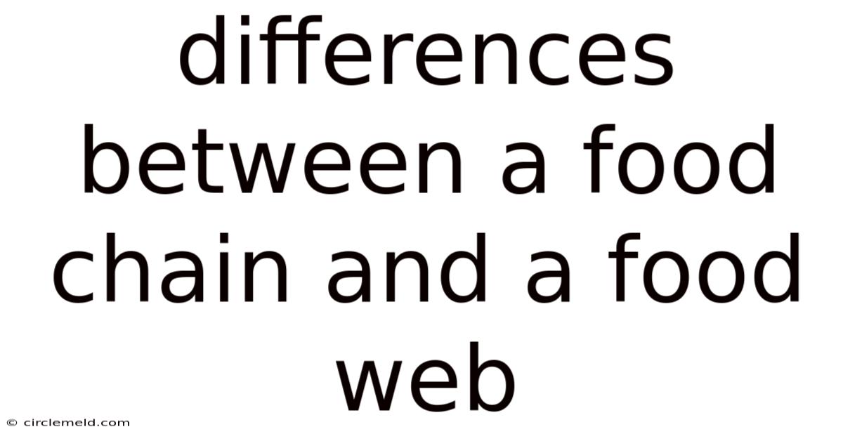 Differences Between A Food Chain And A Food Web