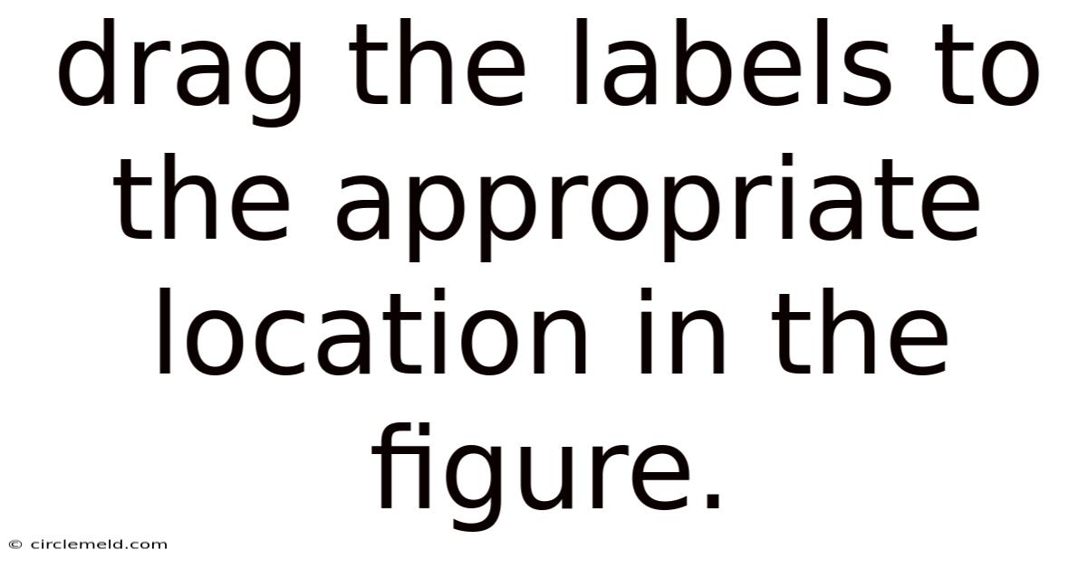 Drag The Labels To The Appropriate Location In The Figure.