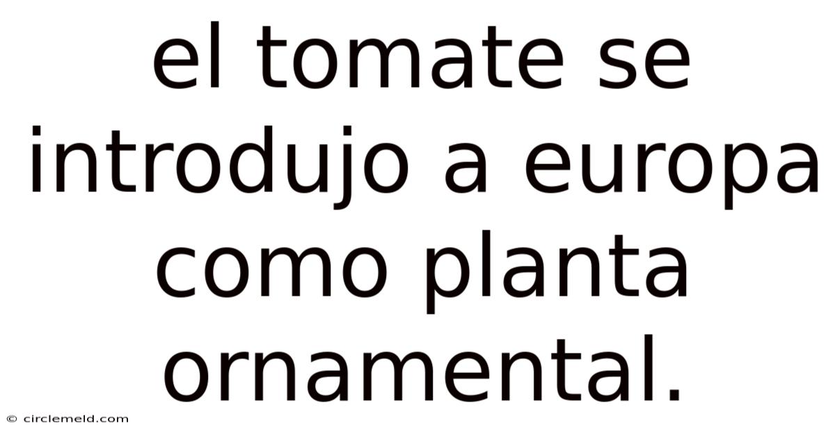 El Tomate Se Introdujo A Europa Como Planta Ornamental.