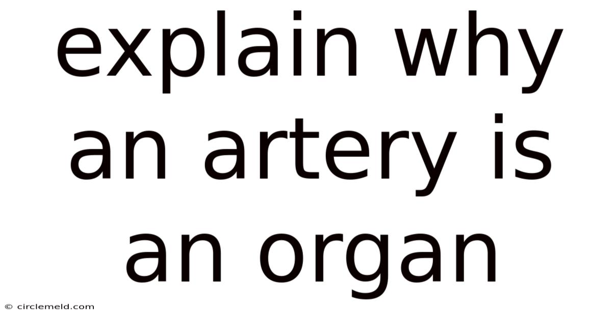 Explain Why An Artery Is An Organ