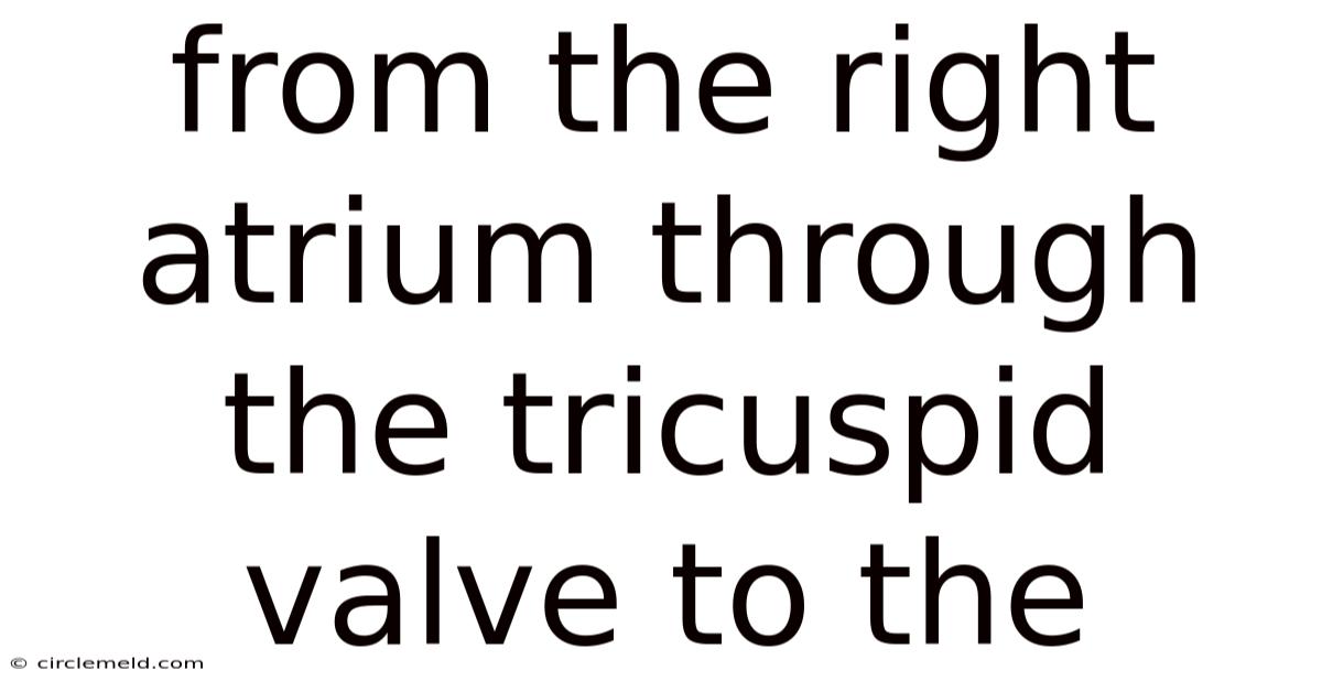 From The Right Atrium Through The Tricuspid Valve To The