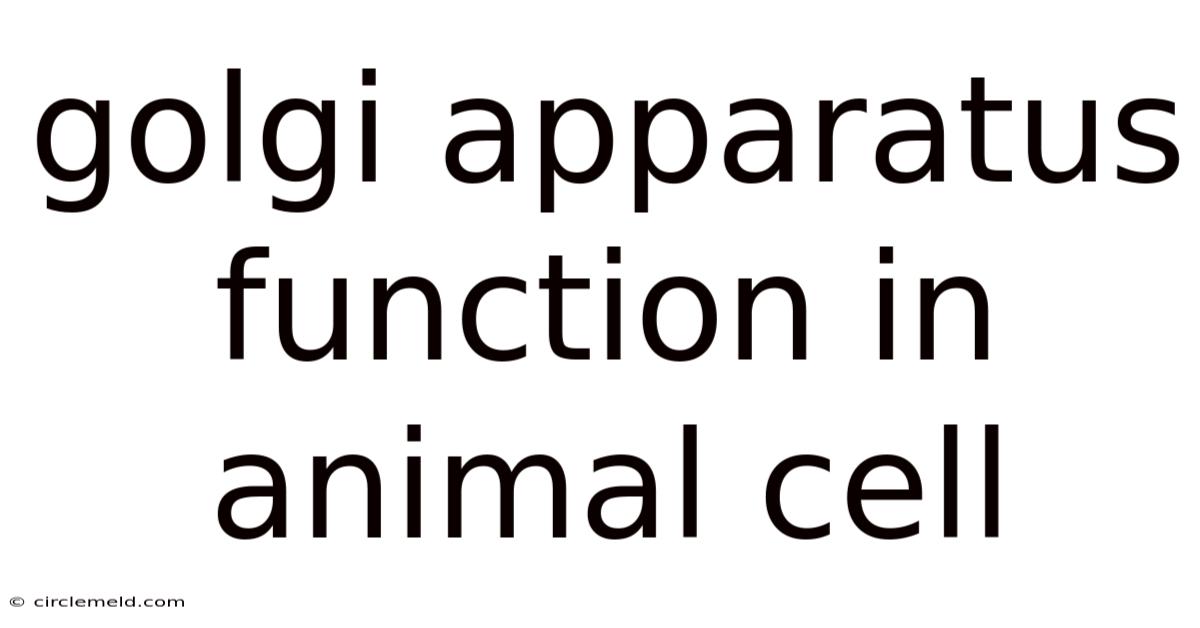 Golgi Apparatus Function In Animal Cell