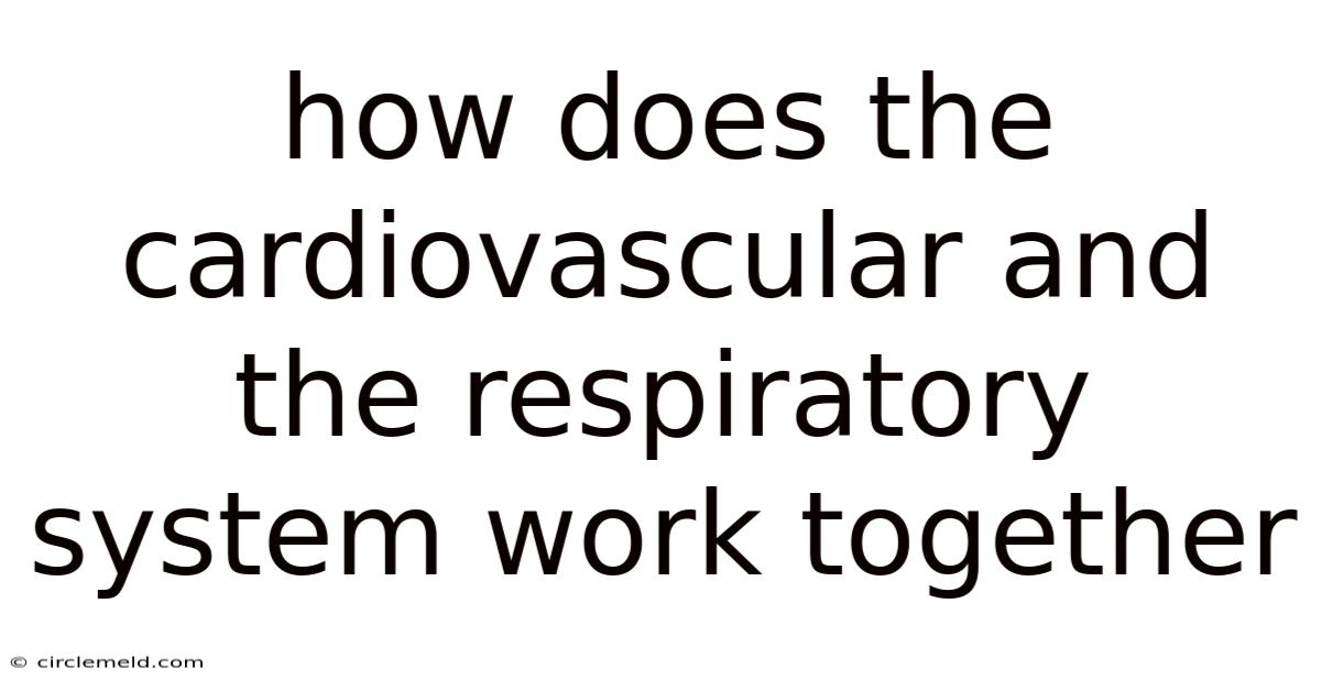 How Does The Cardiovascular And The Respiratory System Work Together