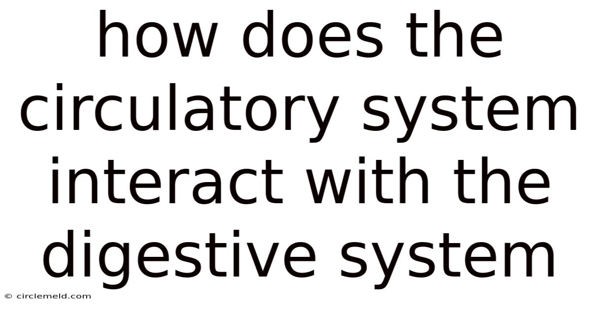 How Does The Circulatory System Interact With The Digestive System