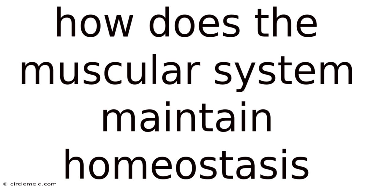 How Does The Muscular System Maintain Homeostasis
