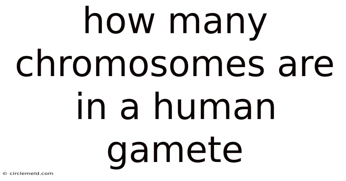 How Many Chromosomes Are In A Human Gamete