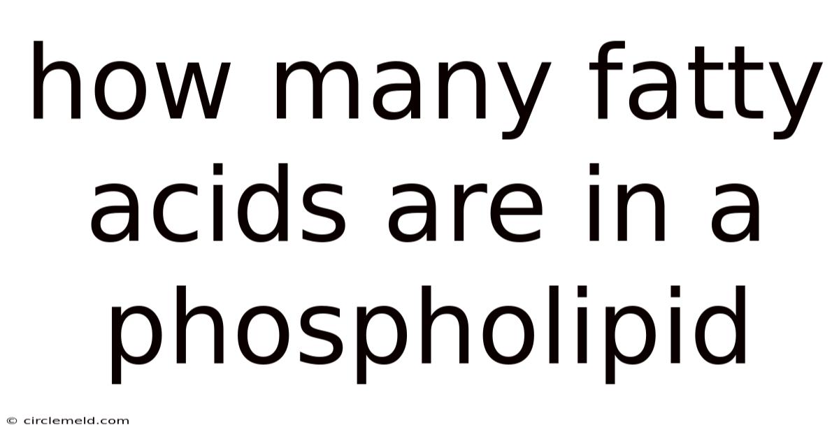 How Many Fatty Acids Are In A Phospholipid