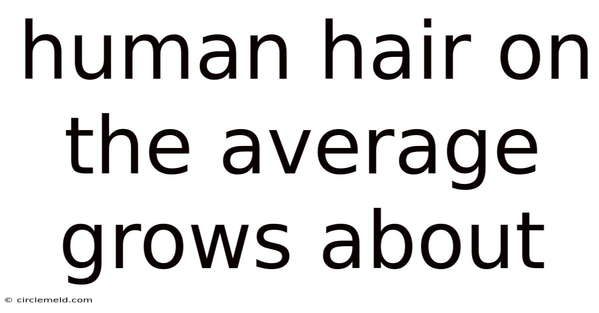 Human Hair On The Average Grows About