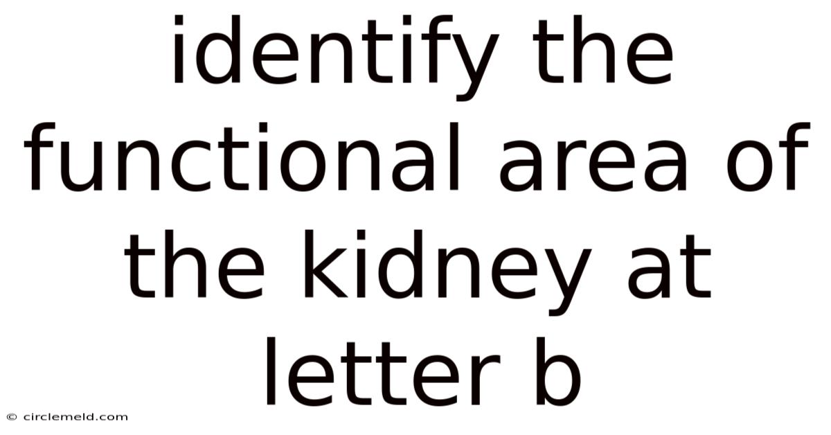 Identify The Functional Area Of The Kidney At Letter B