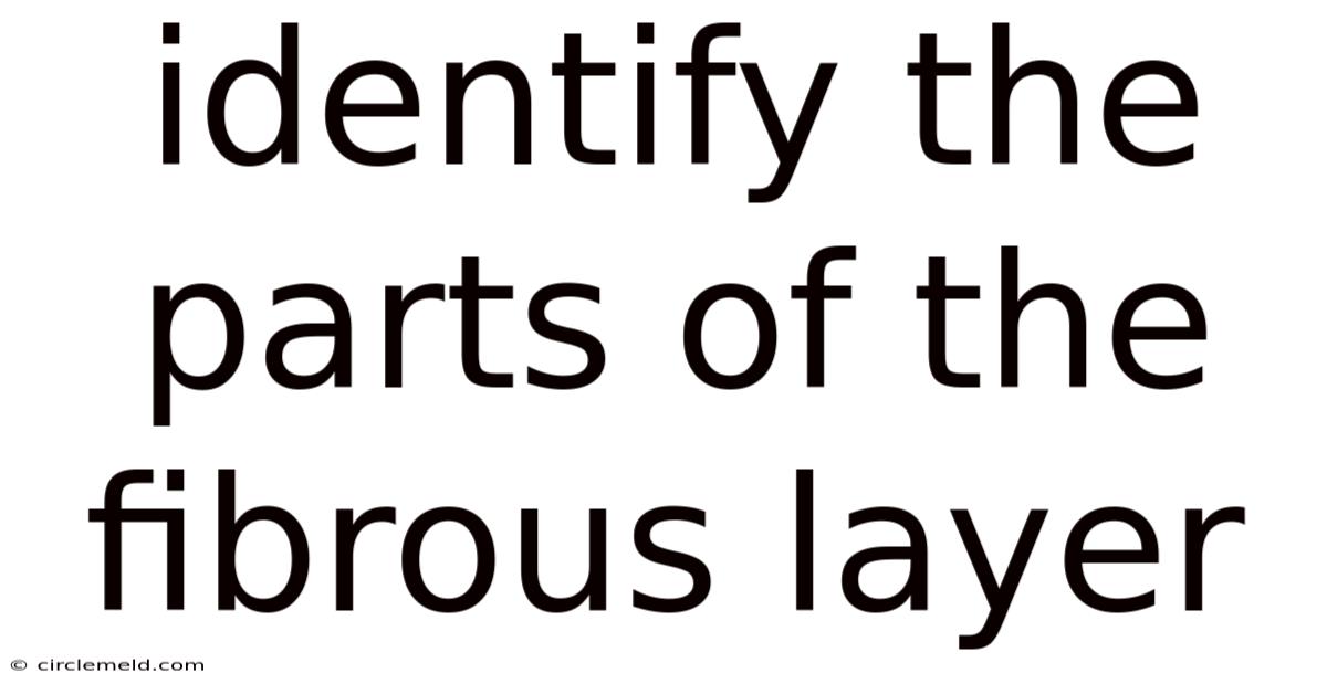 Identify The Parts Of The Fibrous Layer