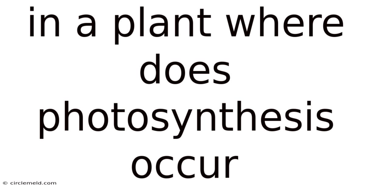 In A Plant Where Does Photosynthesis Occur