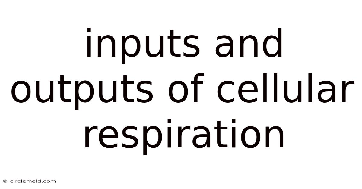 Inputs And Outputs Of Cellular Respiration