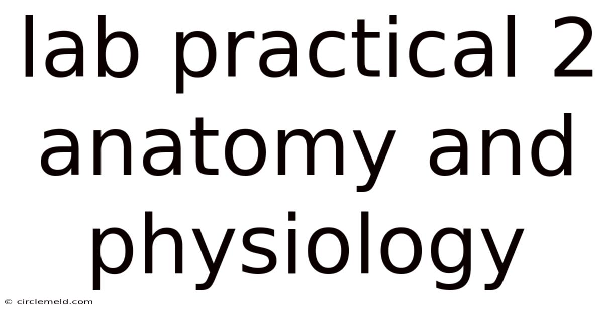 Lab Practical 2 Anatomy And Physiology