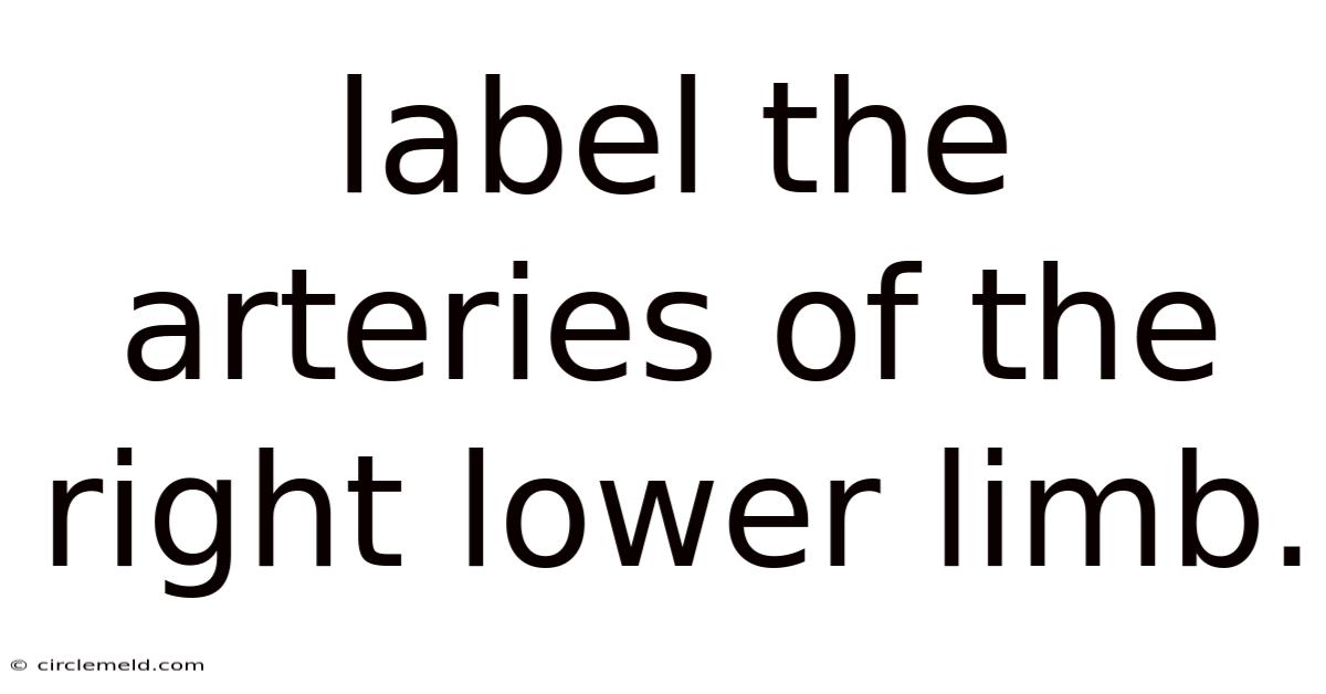 Label The Arteries Of The Right Lower Limb.