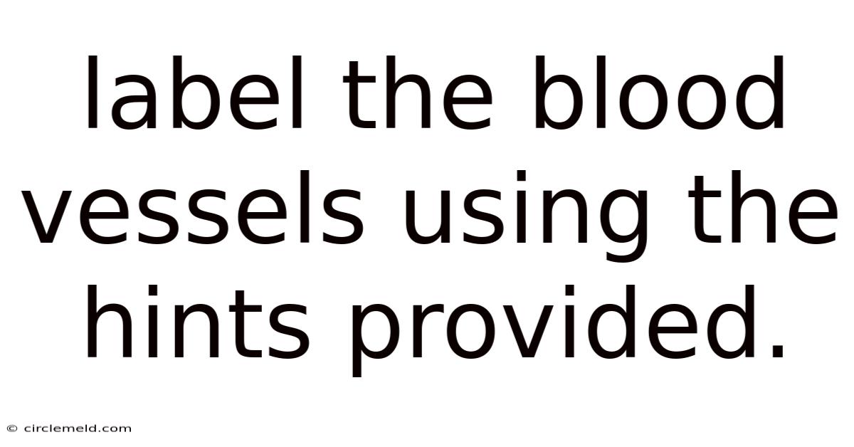 Label The Blood Vessels Using The Hints Provided.