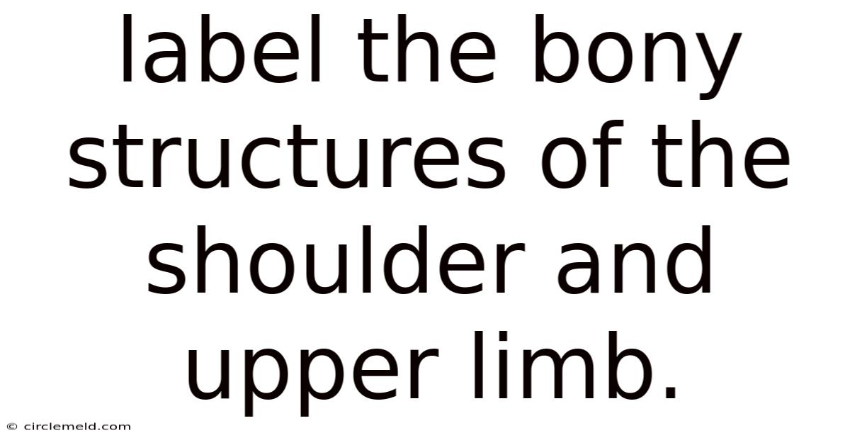 Label The Bony Structures Of The Shoulder And Upper Limb.