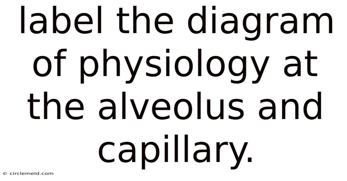 Label The Diagram Of Physiology At The Alveolus And Capillary.