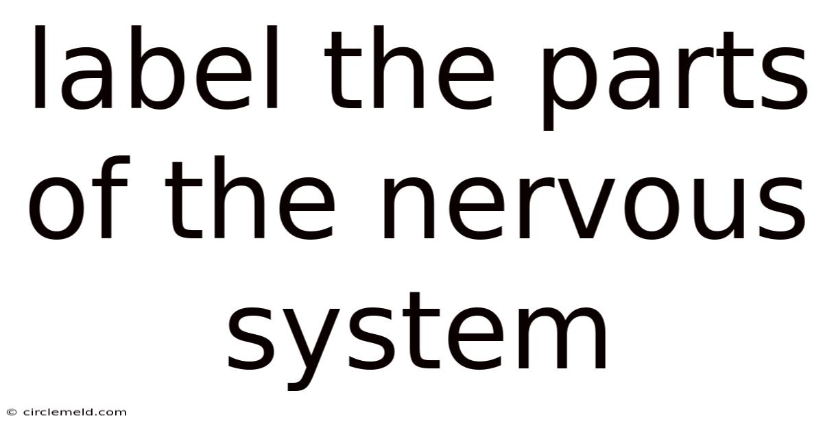 Label The Parts Of The Nervous System