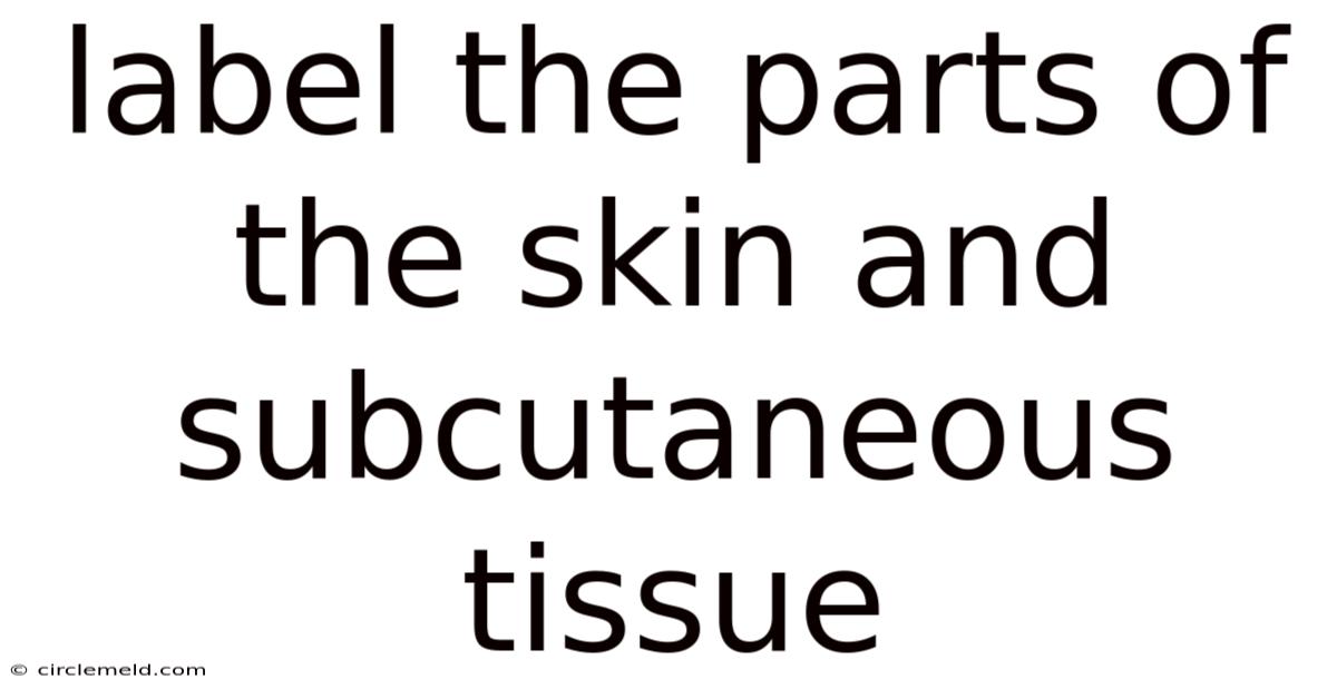 Label The Parts Of The Skin And Subcutaneous Tissue