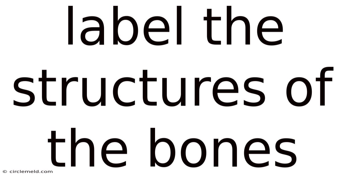 Label The Structures Of The Bones