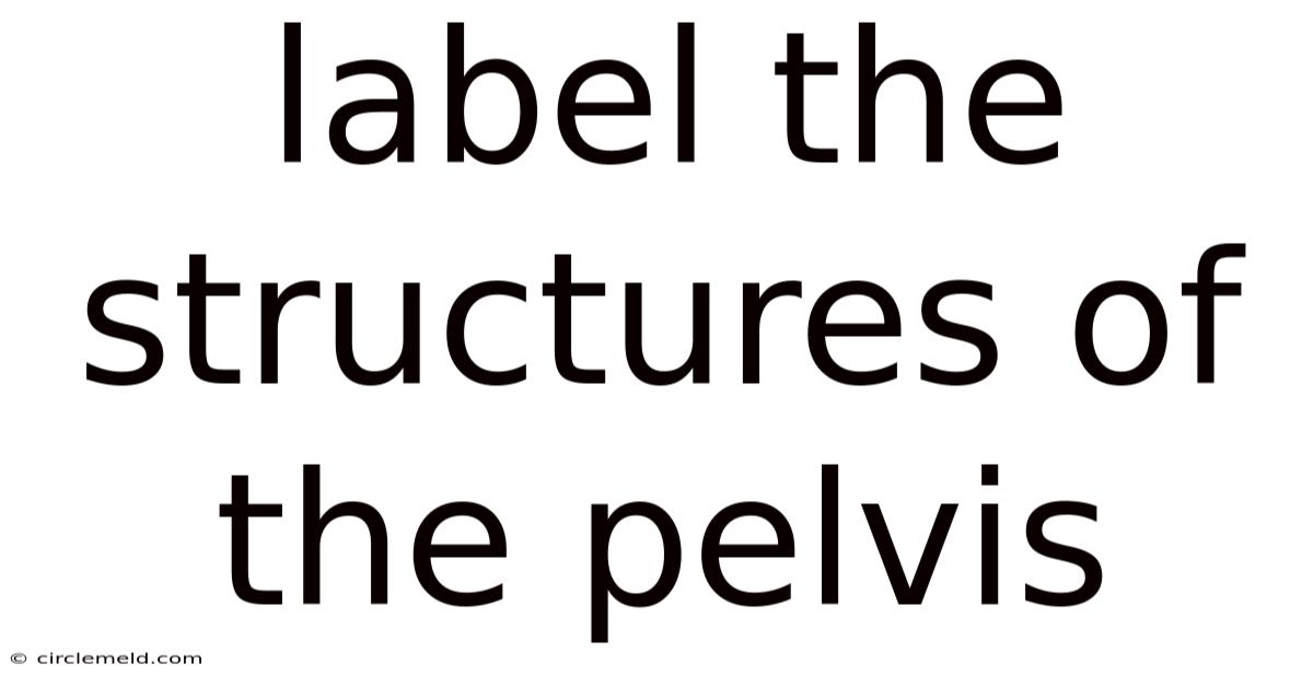 Label The Structures Of The Pelvis