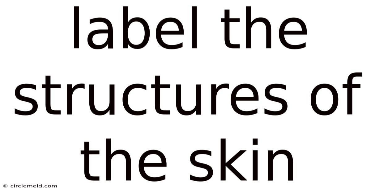 Label The Structures Of The Skin