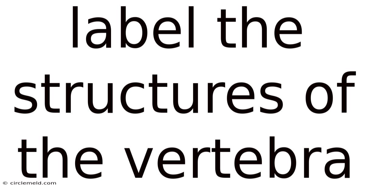 Label The Structures Of The Vertebra