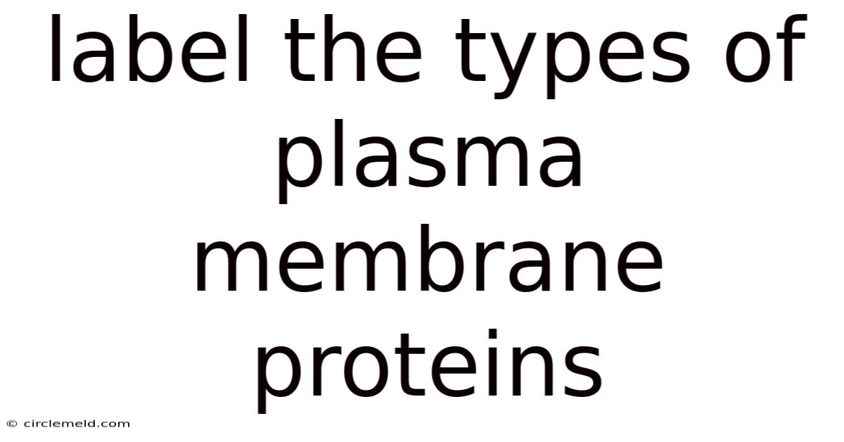 Label The Types Of Plasma Membrane Proteins