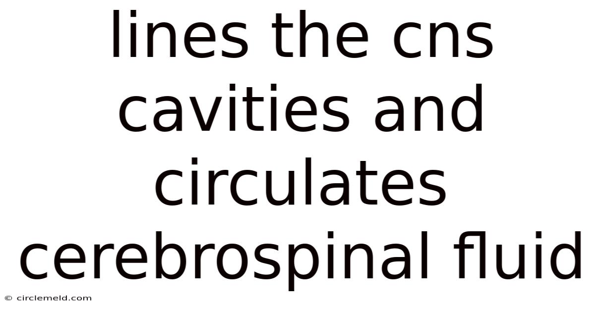 Lines The Cns Cavities And Circulates Cerebrospinal Fluid