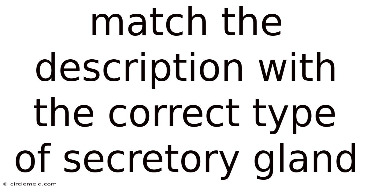 Match The Description With The Correct Type Of Secretory Gland