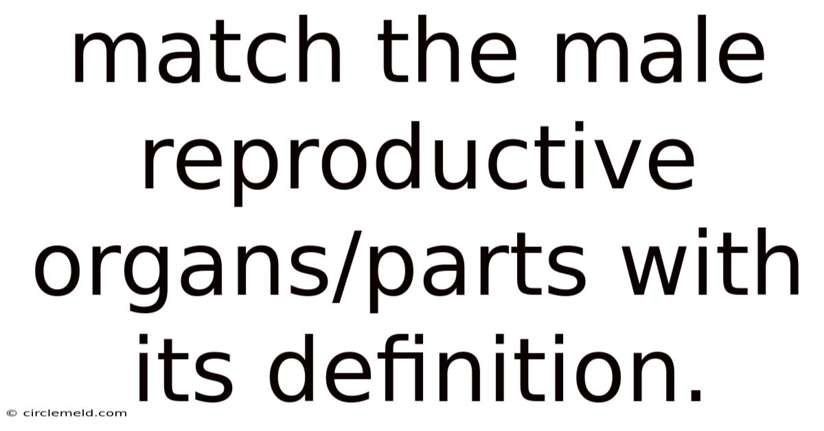 Match The Male Reproductive Organs/parts With Its Definition.