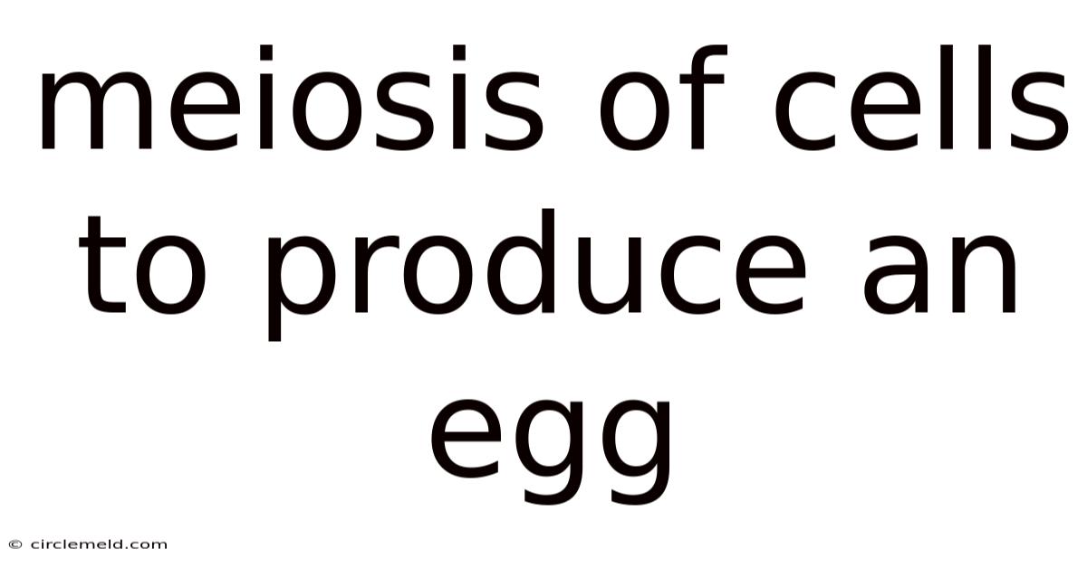 Meiosis Of Cells To Produce An Egg