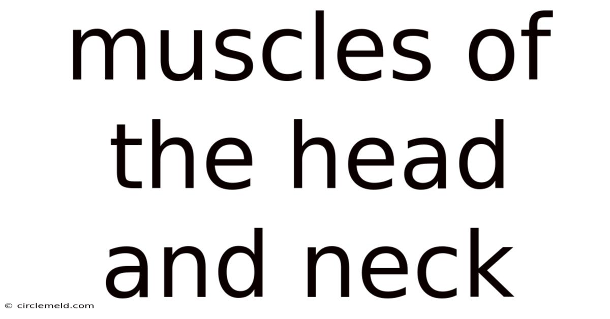 Muscles Of The Head And Neck